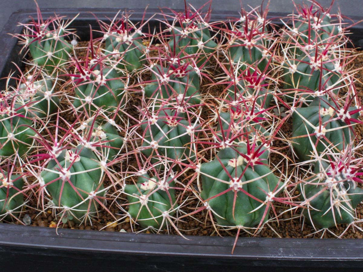 2023年最新】ヤフオク! -フェロカクタス(観葉植物)の中古品・新品・未