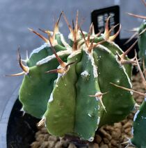 ●複隆ライオン般若 実生 1鉢●Astrophytum ornatum cv. Fukuryu アストロフィツム サボテン 102801_画像4