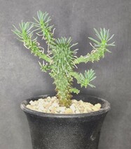 多肉植物 ユーフォルビア カプトメデューサ 天荒竜 Euphorbia 'caput-medusae'　抜き苗_画像1