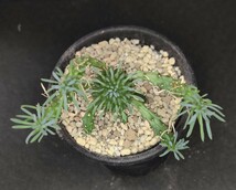多肉植物 ユーフォルビア カプトメデューサ 天荒竜 Euphorbia 'caput-medusae'　抜き苗_画像4