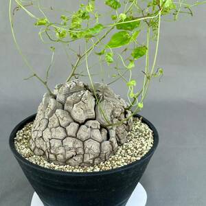 8 dioscorea elephantipes / ディオスコレア エレファンティペス アフリカ亀甲竜 [検索] 亀甲竜 メキシコ亀甲竜 グラキリス パキプス