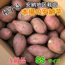 種子島　農家直送！安納地区の安納芋　SS ２キロ　A級品_画像1