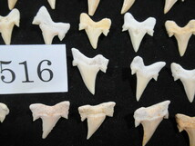 ◆サメの歯化石◆2.5cm前後◆30個セット◆No.516◆送料無料_画像8