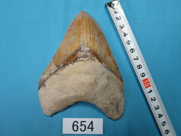 ◆化石 サメの歯◆メガロドン◆インドネシア◆130mm◆No.654◆送料無料