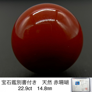 宝石鑑別書付き 天然 赤珊瑚 　( サンゴ　さんご ） 22.9ct　 14.8㎜ 2921Y