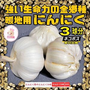 新物　3球分　食種兼用　強い金剛種　食用兼用　バラシて即出荷　にんにくひめ