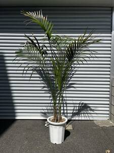 【直接受渡】アレカヤシ　大型180cm以上　観葉植物