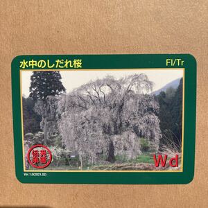 災害伝承カード　水中のしだれ桜　長野県　高山村 公共カード