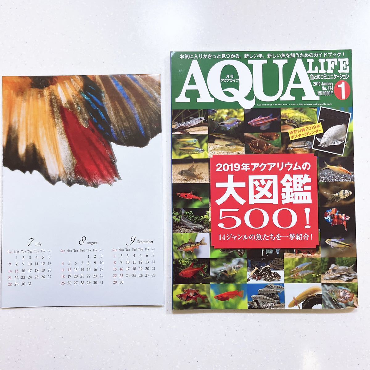 2023年最新】Yahoo!オークション -月刊 aqua lifeの中古品・新品・未