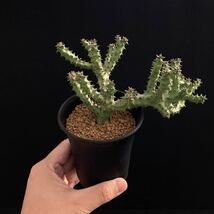 σ エディスコレア グランディス Maji ya Chumvi 3号(極珍品) Edithcolea grandis Maji ya Chumvi 多肉植物 サボテン ユーフォルビア_画像7