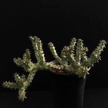 σ エディスコレア グランディス Maji ya Chumvi 3号(極珍品) Edithcolea grandis Maji ya Chumvi 多肉植物 サボテン ユーフォルビア_画像4