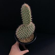 σ オプンチア ピクナンサ 4号(珍品) Opuntia pycnantha 多肉植物 サボテン パキポディウム コピアポア ユーフォルビア_画像4