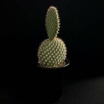 σ オプンチア ピクナンサ 4号(珍品) Opuntia pycnantha 多肉植物 サボテン パキポディウム コピアポア ユーフォルビア_画像2