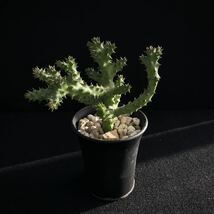 σ エディスコレア グランディス Wamba Road 3号(極珍品) Edithcolea grandis Wamba Road 多肉植物 サボテン ガガイモ ユーフォルビア_画像1