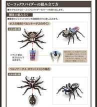 バンダイ いきもの大図鑑 ピーコックスパイダー 全5種類 新品 リアルフィギュア 精巧 蜘蛛 ガシャポン 大人ガチャ 可動します リポルテック_画像8