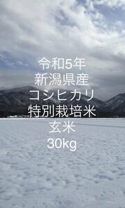 【新米】令和5年！新潟県産特別栽培米コシヒカリ玄米！30kg★農家直送★