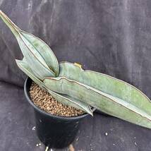 ★サボテン・多肉植物★848★サンセベリア・エーレンベルギー 'バナナ'（Sansevieria ehrenbergii 'Banana'）★_画像2