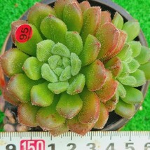 1027-R295 キャロル エケベリア 多肉植物 韓国苗_画像1