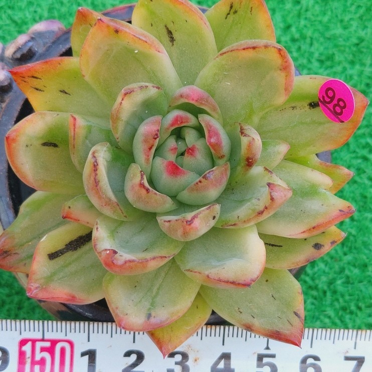 2023年最新】ヤフオク! -多肉植物 エケベリア マリア(サボテン)の中古