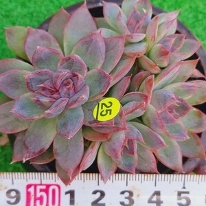 1027-Y325 White Soul エケベリア 多肉植物 韓国苗