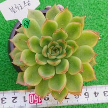 1019-G073 ブルーローズ エケベリア 多肉植物 韓国苗_画像1