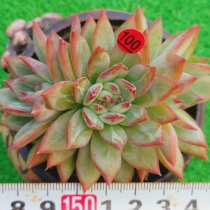 1027-R300 ラタム綴化 エケベリア 多肉植物 韓国苗