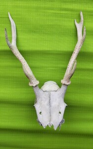 鹿の角対＋頭蓋骨の一部／左右非対称／欠損あり／36cm
