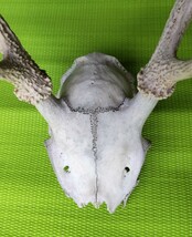 鹿の角対＋頭蓋骨の一部／左右非対称／欠損あり／36cm_画像8