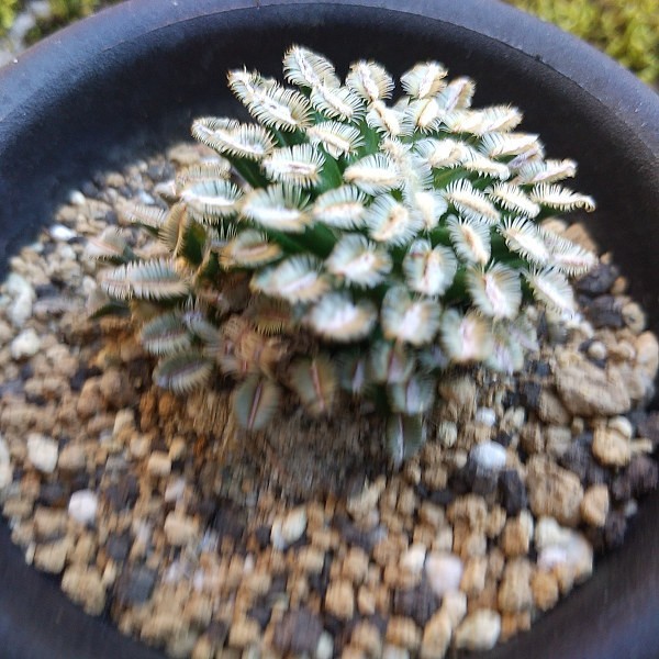 ヤフオク! - サボテン 多肉植物 (11#) 大疣銀冠玉 カキコ自根