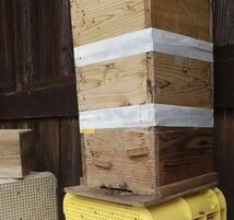1000g 蜂蜜　 和蜂　ハチミツ　日本ミツバチ　橋本農園　和蜜　日本蜜蜂　ニホンミツバチ　国産 はちみつ _画像3