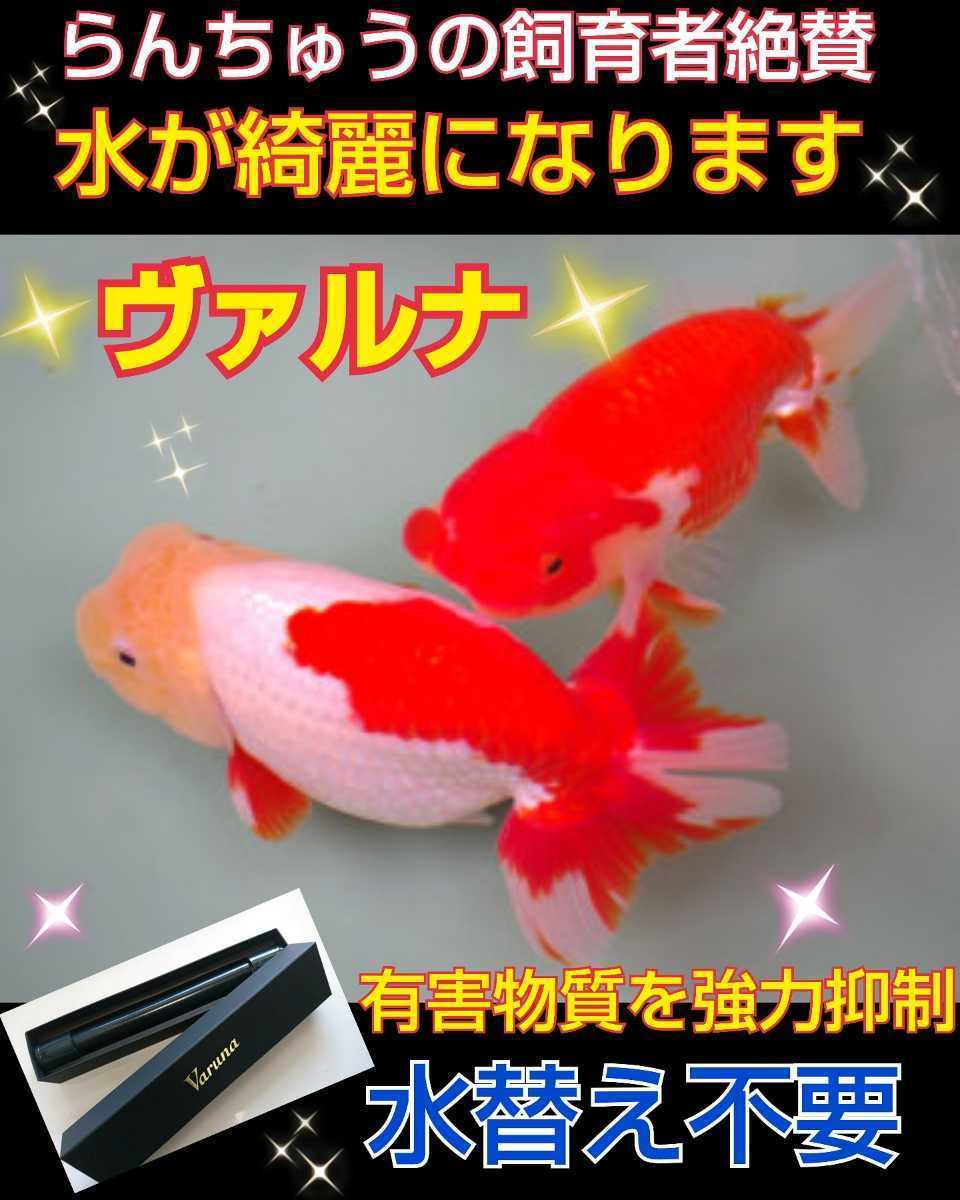 金魚の飼育者絶賛 水槽の水が綺麗になる ヴァルナ㎝水替え不要で