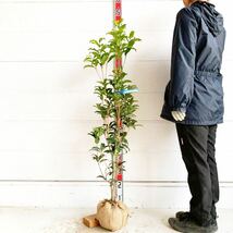 紅花キンモクセイ フレグランスレッド 約:120cm 【シンボルツリー 生垣 目隠し 庭木 常緑樹 紅花金木犀】119558_画像1