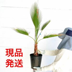 ワシントンヤシ　約:80cm 【ドラセナ 庭木 シンボルツリー 植木 ヤシの木 ココスヤシ ガーデニング ニオイシュロラン】244341