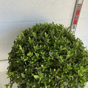 大株 平戸ツツジ 約60cm【玉仕立て/ツツジ/トピアリー/苗木/植木/庭木/生垣/根巻/垣根/目隠し】518120の画像3