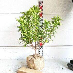 ジンチョウゲ（沈丁花） 赤色　樹高約60cm　生け垣　庭木　シンボルツリー　 鉢植え　人気　常緑低木　ウスイロジンチョウゲ　219429