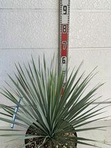 ユッカロストラータ　約:60cm【Yucca rostrata /ヤシの木/観葉植物/耐寒性/南国/ドライガーデン/ユッカ/ロックガーデン 】244346_画像4