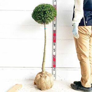 キンメツゲ　約100cm 根巻【スタンダード/トピアリー/玉柘植/柘植/苗木/植木/庭木/生垣/垣根/目隠し】119425