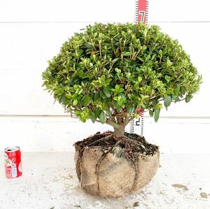 久留米ツツジ　筑紫紅　約:50cm【玉造/庭木/植木/花木/単木/チクシベニ/苗木/クルメツツジ】772034