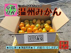 【四国 九州 本州のお客様用】フルーツ果物くだもの果実みかん柑橘《温州みかん／えひめ産》