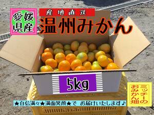 【北海道＆沖縄のお客様用】フルーツ果物くだもの果実みかん柑橘 《温州みかん／えひめ産》