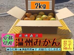 【四国 九州 本州のお客様用】 フルーツ果物くだもの果実みかん柑橘《温州みかん／えひめ産》