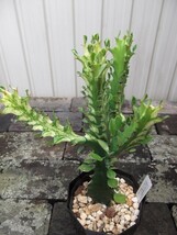 現物出品【ユーフォルビア・トリゴナ 黄斑＊Euphorbia trigona yellow】４号　_画像4