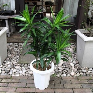 現物出品【ドラセナ・ソングオブジャマイカ＊Dracaena reflexa cv.Song of Jamaica】８号　