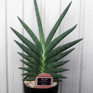 現物出品【サンセベリア・モトムケニア＊Sansevieria】５号