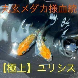 【丸玄メダカ様系統】極上ユリシスメダカの卵 35個＋α 検索）レッドクリフ、フロマージュ、ネプチューン、エンペラー、ミッドナイトフリル