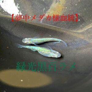 【夢中メダカ様系統】緑光黒百ラメメダカの卵 40個＋α （検索）レッドクリフ、三色、天界、レクリス、エンペラー、ミッドナイトフリル