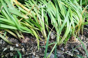  garlic chive seedling 7 year eyes stock 20 bulb set 