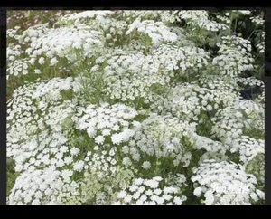 ホワイトレースフラワー15粒と2種類の植物の種のおまけ付き！