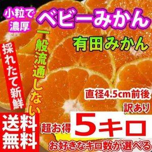 みかん 激レア小粒直径4.5cm前後 5kg 訳あり 和歌山 有田みかん ありだみかん 農家直送 温州みかん フルーツ 果物