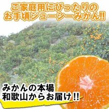 みかん 激レア小粒直径4.5cm前後 2kg 訳あり 和歌山 有田みかん ありだみかん 農家直送 温州みかん フルーツ 果物_画像4